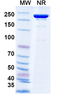 HRSV-A F/Fusion glycoprotein F0 Human Monoclonal Antibody