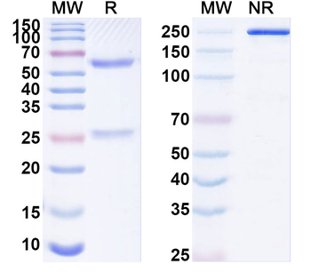 HRSV-A F/Fusion glycoprotein F0 Human Monoclonal Antibody