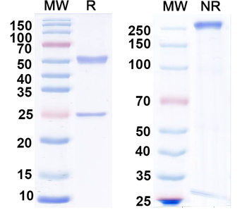 LASV GPC Human Monoclonal Antibody