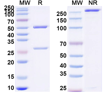 AGES Mouse Monoclonal Antibody