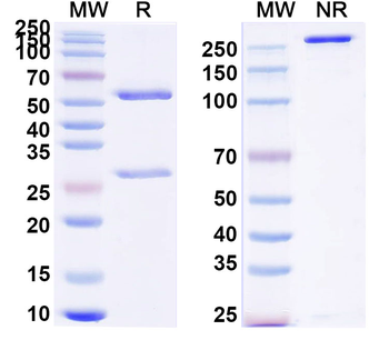 HCN4 Mouse Monoclonal Antibody