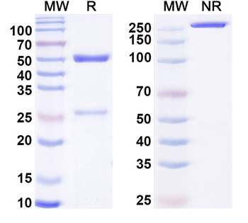 Pan-SAPAP Mouse Monoclonal Antibody