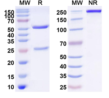 HLA-A2-peptide (FMNKFIYEI) Complex Mouse Monoclonal Antibody