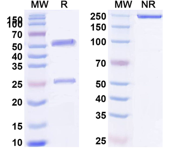 HLA-A2-peptide (FMNKFIYEI) Complex Mouse Monoclonal Antibody
