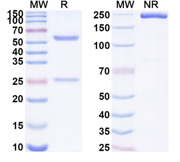 HLA-A2-peptide (ILAKFLHWL) Complex Mouse Monoclonal Antibody
