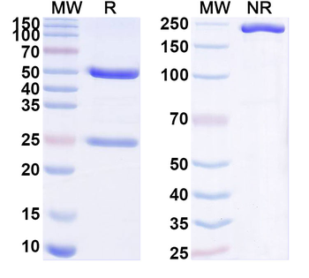 HLA-A2-peptide (ILAKFLHWL) Complex Mouse Monoclonal Antibody