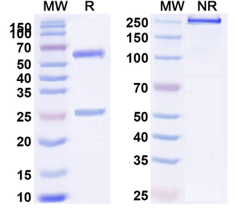 HLA-A2-peptide (ILAKFLHWL) Complex Mouse Monoclonal Antibody
