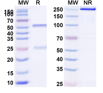 HLA-A2-peptide (LLLTVLTVV) Complex Mouse Monoclonal Antibody