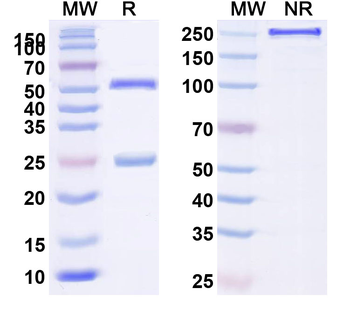 HLA-A2-peptide (ITDQVPFSV) Complex Mouse Monoclonal Antibody