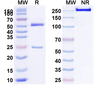 HLA-A2-peptide (ITDQVPFSV) Complex Mouse Monoclonal Antibody