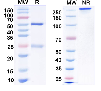 DENV-4 NS1 Human Monoclonal Antibody