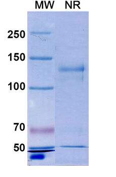 Hypusine Rabbit Monoclonal Antibody