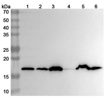 Hypusine Rabbit Monoclonal Antibody