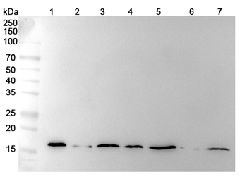 Hypusine Rabbit Monoclonal Antibody