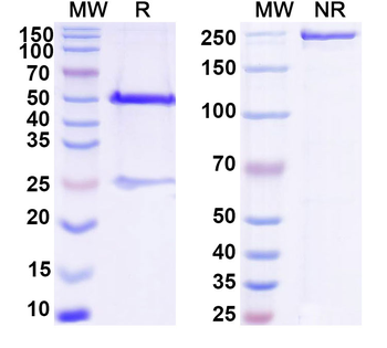 RNA Mouse Monoclonal Antibody