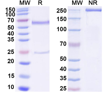 RNA Mouse Monoclonal Antibody