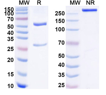 Abeta42/Beta-APP42 Mouse Monoclonal Antibody