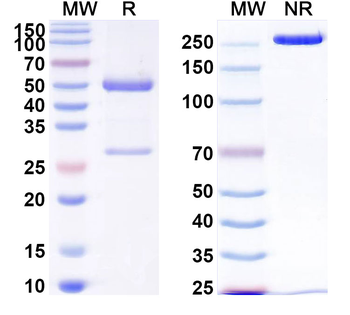 CD133/PROM1 Human Monoclonal Antibody
