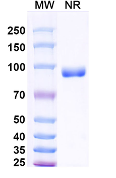 SFTPA Mouse Monoclonal Antibody