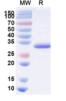 TMEV VP2 Recombinant Protein (N-His)