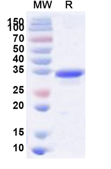 TMEV VP1 Recombinant Protein (N-His)