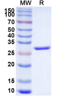 Recombinant Enhanced GFP Protein, C-His