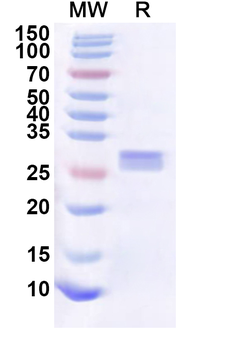 Recombinant Human MCOLN2 Protein, N-His