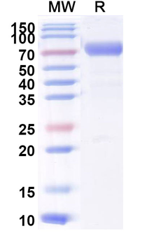 Canine IL-2 R beta Recombinant Protein (C-Fc)