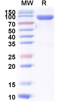 Recombinant Mouse CD223/LAG3 Protein, C-Fc