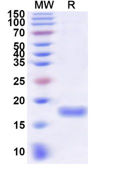 Recombinant PDCoV NSP10/GFL Protein, N-His