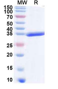 JEV NS5 Recombinant Protein (N-His)
