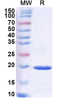 Recombinant European white birch PPIase/Bet v 7 Protein, N-His