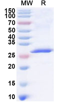 Recombinant Influenza B virus (Flu B) Matrix protein M1 Protein, N-His