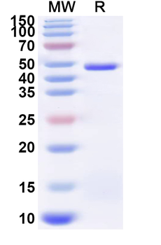 Recombinant Influenza A virus (H10N5) NA/Neuraminidase Protein, N-His