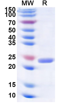 Recombinant EV68 P3C/Protease 3C Protein, N-His