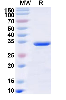 Recombinant Human HEPC/Hepcidin Protein, N-GST & C-His