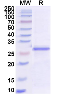 Recombinant BVDV E(rns)/gp44/48 Protein, N-His