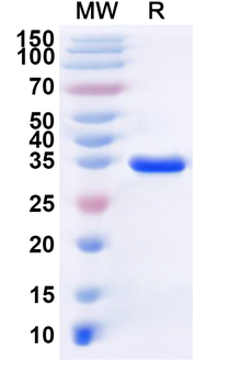 Recombinant BVDV NS2/p54 Protein, N-GST & C-His