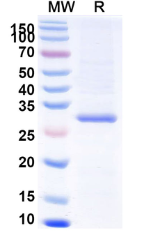 Recombinant HBV-B HBsAg Protein, N-His