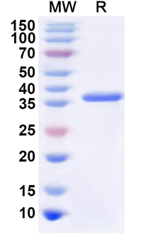 Recombinant Human TSPAN8 Protein, N-GST & C-His