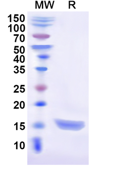 Recombinant Cat CD279/PDCD1/PD1 Protein, N-His