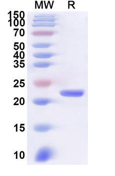 Recombinant CVA6 P3C/Protease 3C Protein, N-His