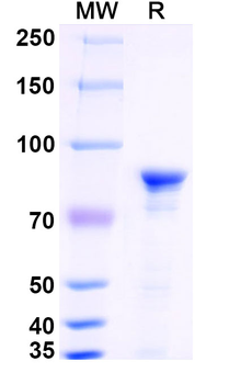 Recombinant Mouse HSPA5/BIP Protein, N-His