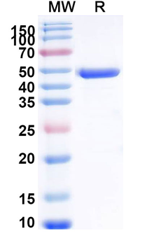 Recombinant Human KRAS/K-Ras 2 (G12D) Protein, N-GST