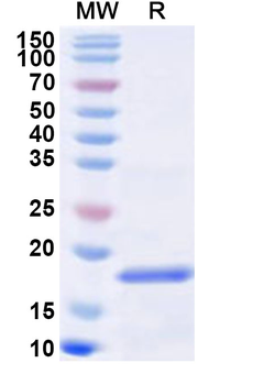 Gly m 4 Allergen Recombinant Protein (N-His)