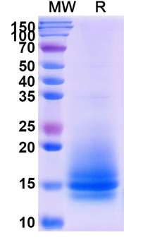 Recombinant Monkeypox virus/MPXV A35R Protein, C-His