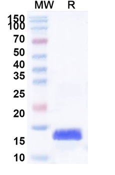 Human H3C15 Recombinant Protein (N-His)