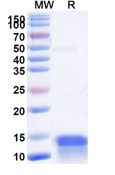 Recombinant Human GNRH1 Protein, N-His