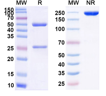 PDL1 Mouse Monoclonal Antibody