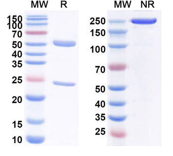 CD161/KLRB1/NK1.1 Mouse Monoclonal Antibody